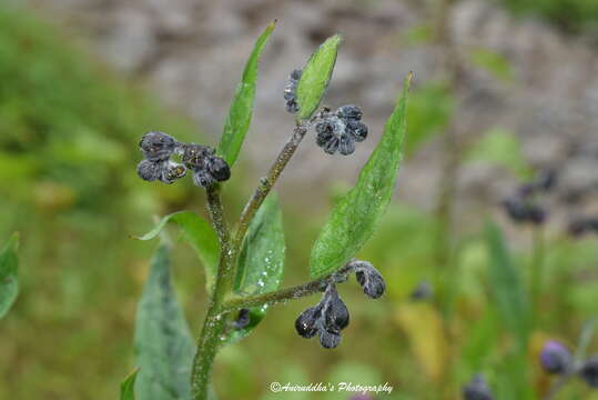 Imagem de Cynoglossum microglochin Benth.