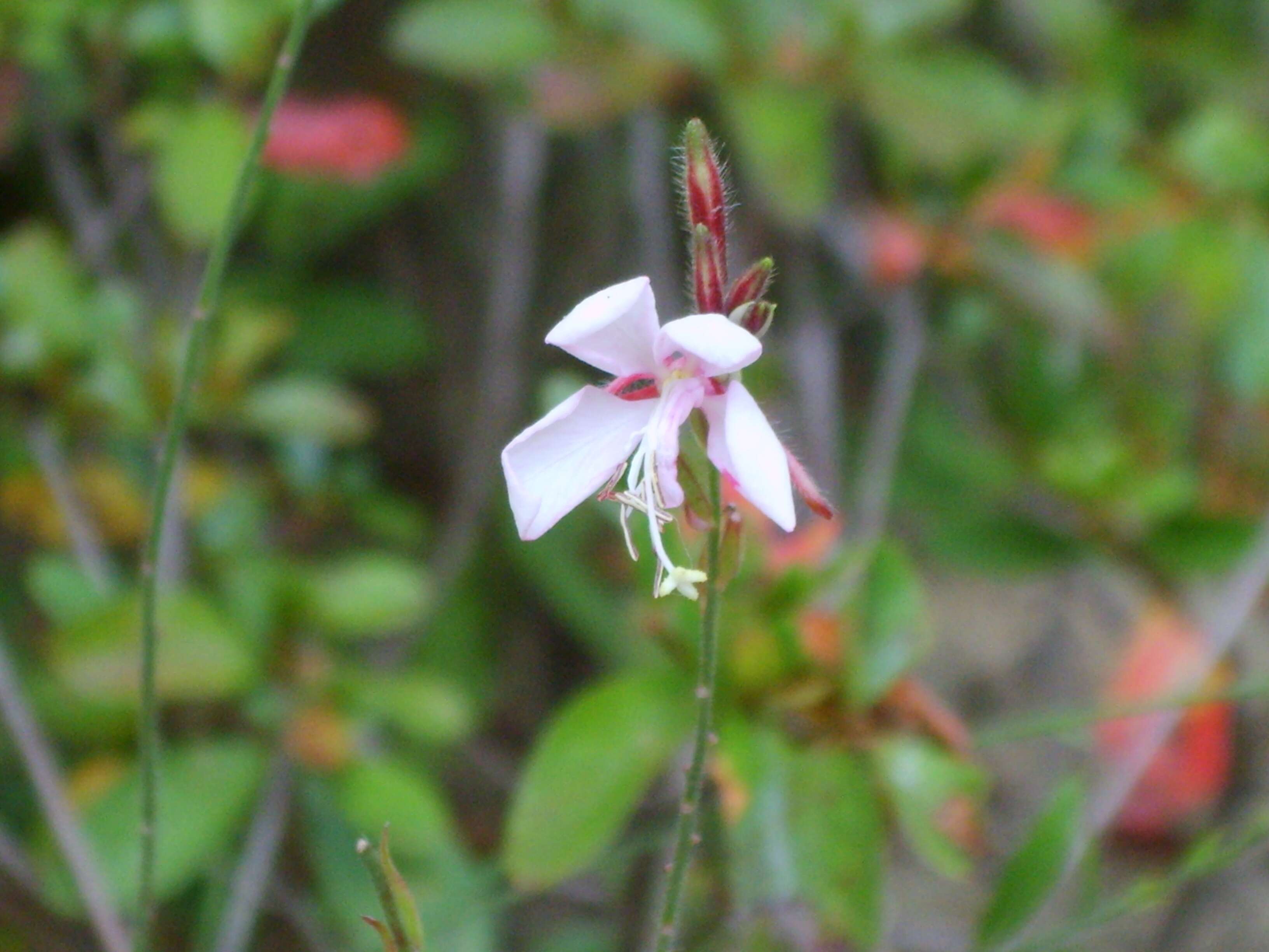 Image of Narrow-Leaf Fireweed