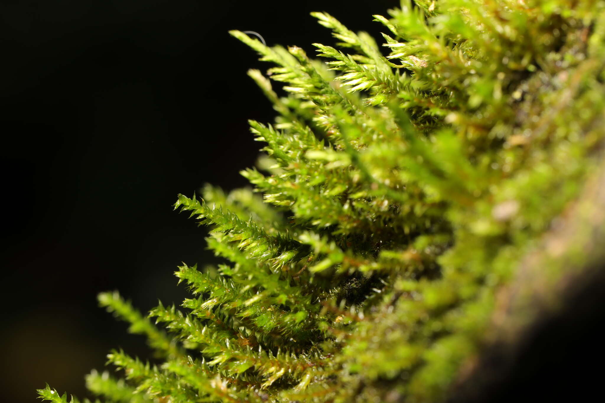 Image of Cryphaea heteromalla D. Mohr ex Weber 1814