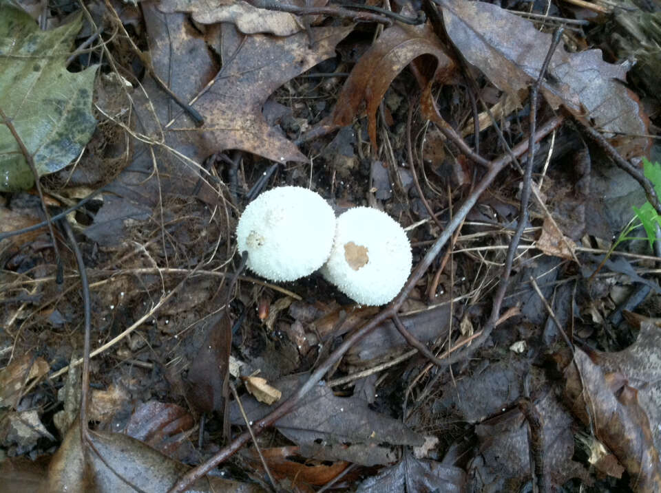 Image of common puffball
