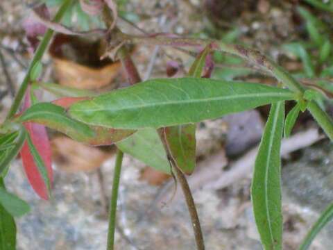 Image of Narrow-Leaf Fireweed
