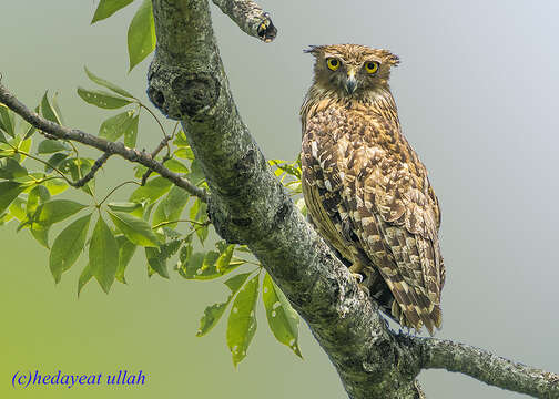 Image of Brown Fish Owl