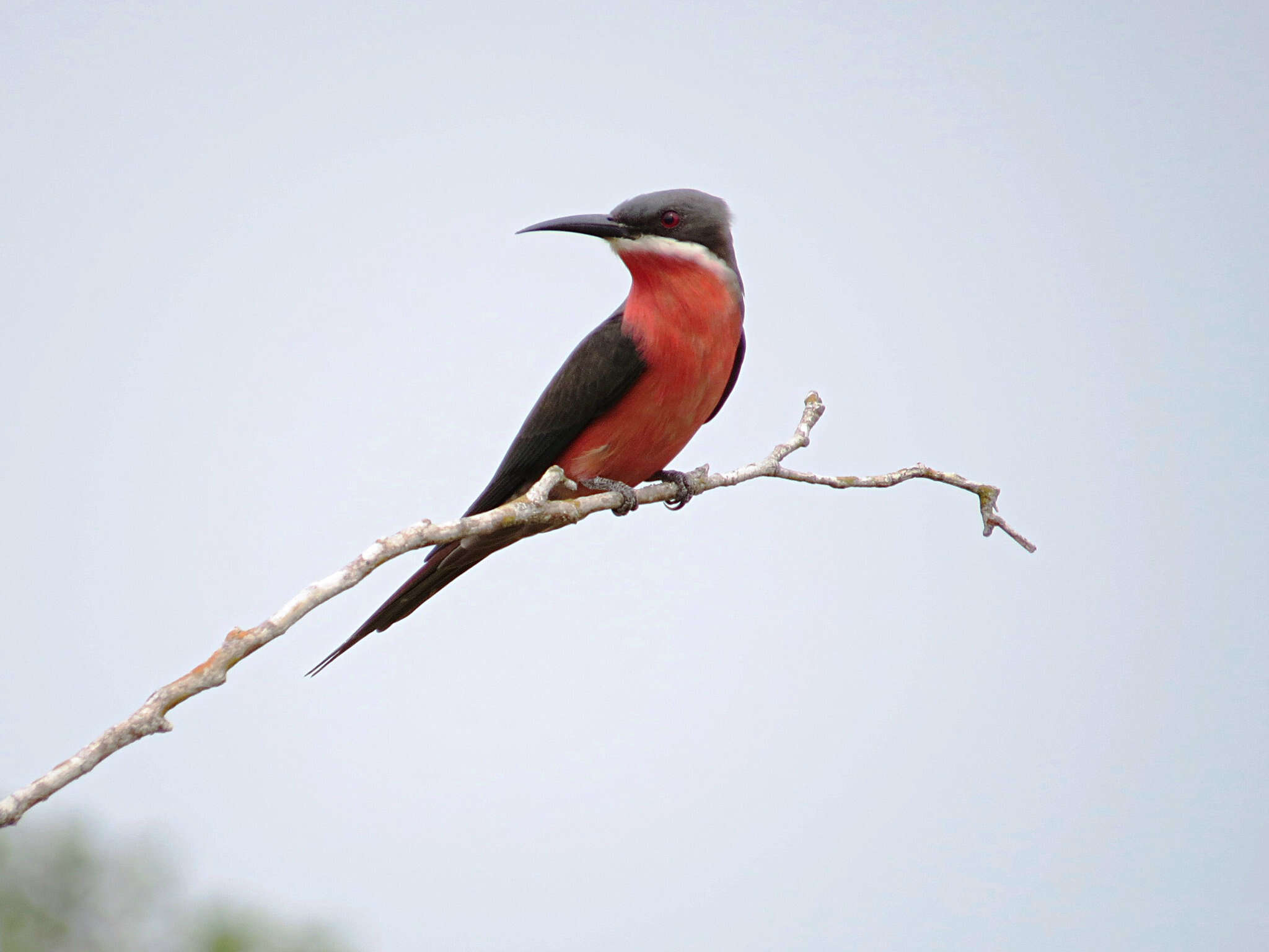 Image of Rosy Bee-eater