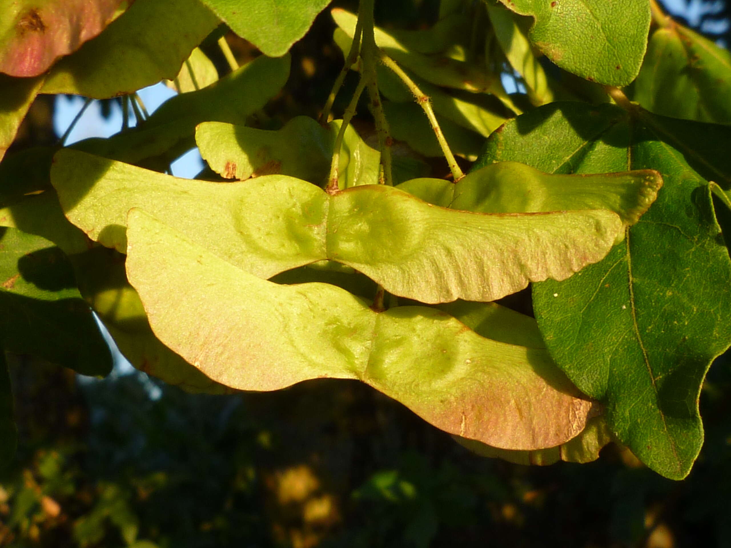 Image of Field Maple