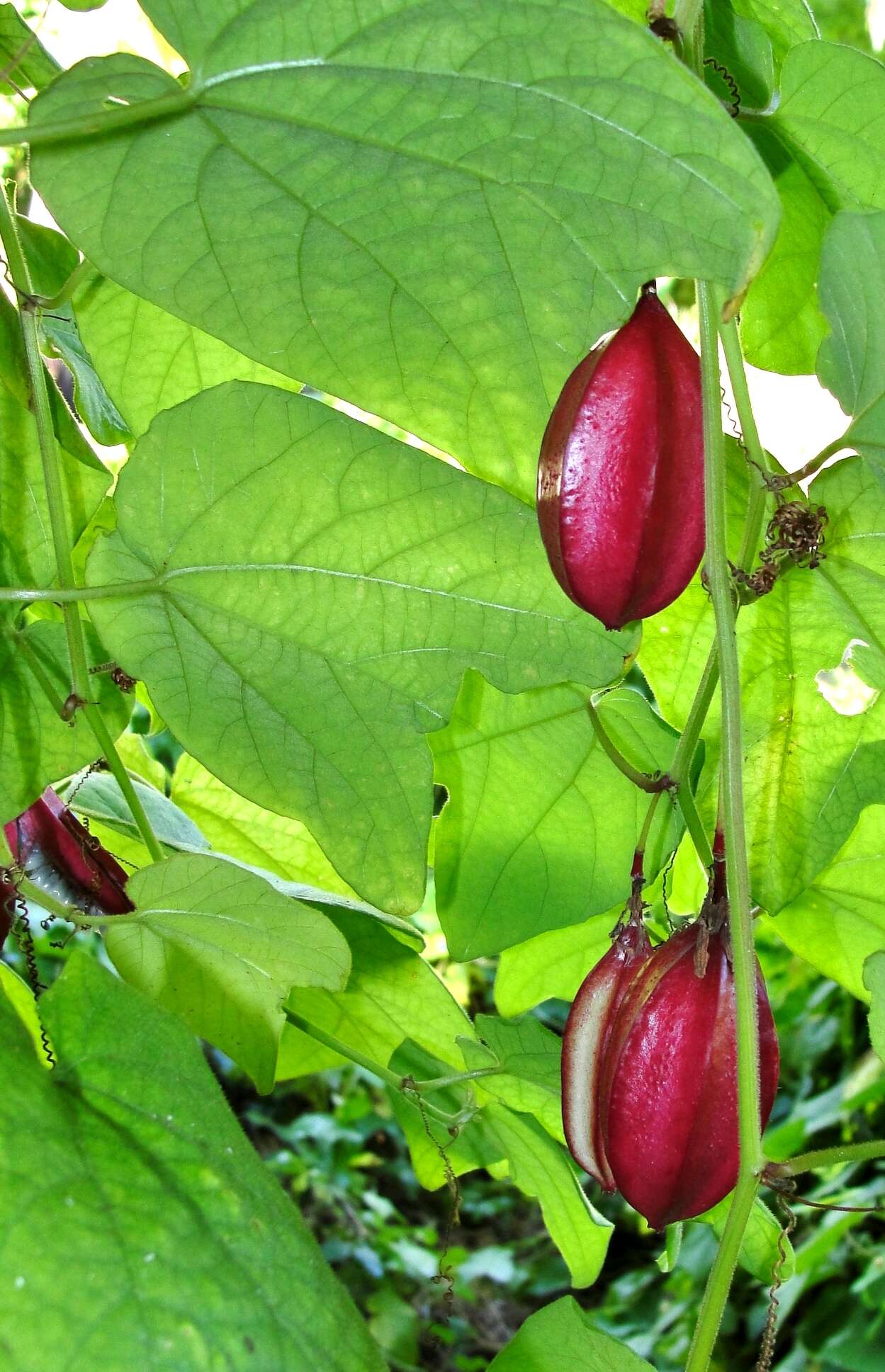 Image de Passiflora rubra L.