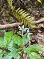 Argostemma solaniflorum Elmer resmi