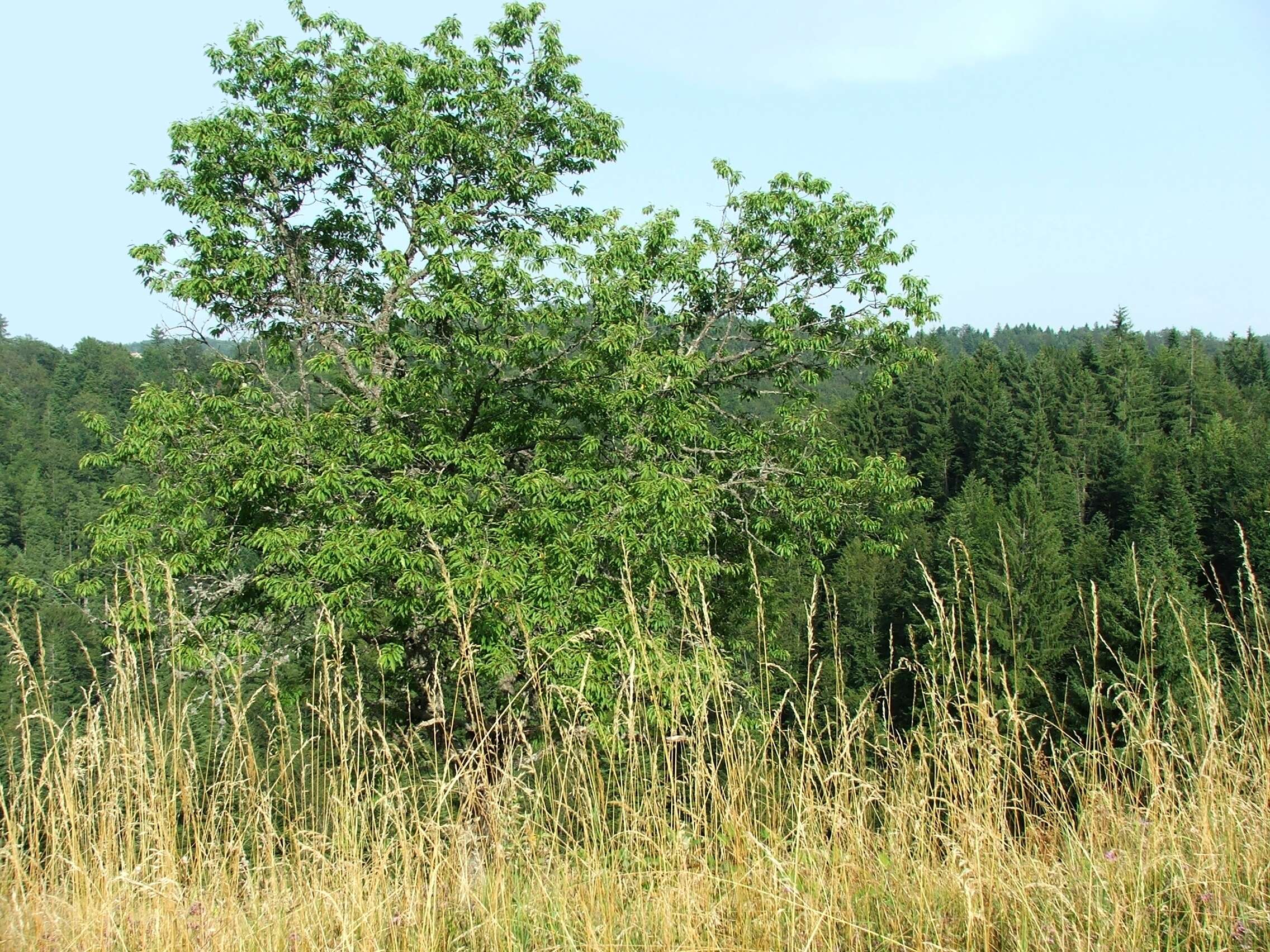 Image of gean, wild cherry