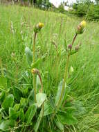 Image of mountain arnica