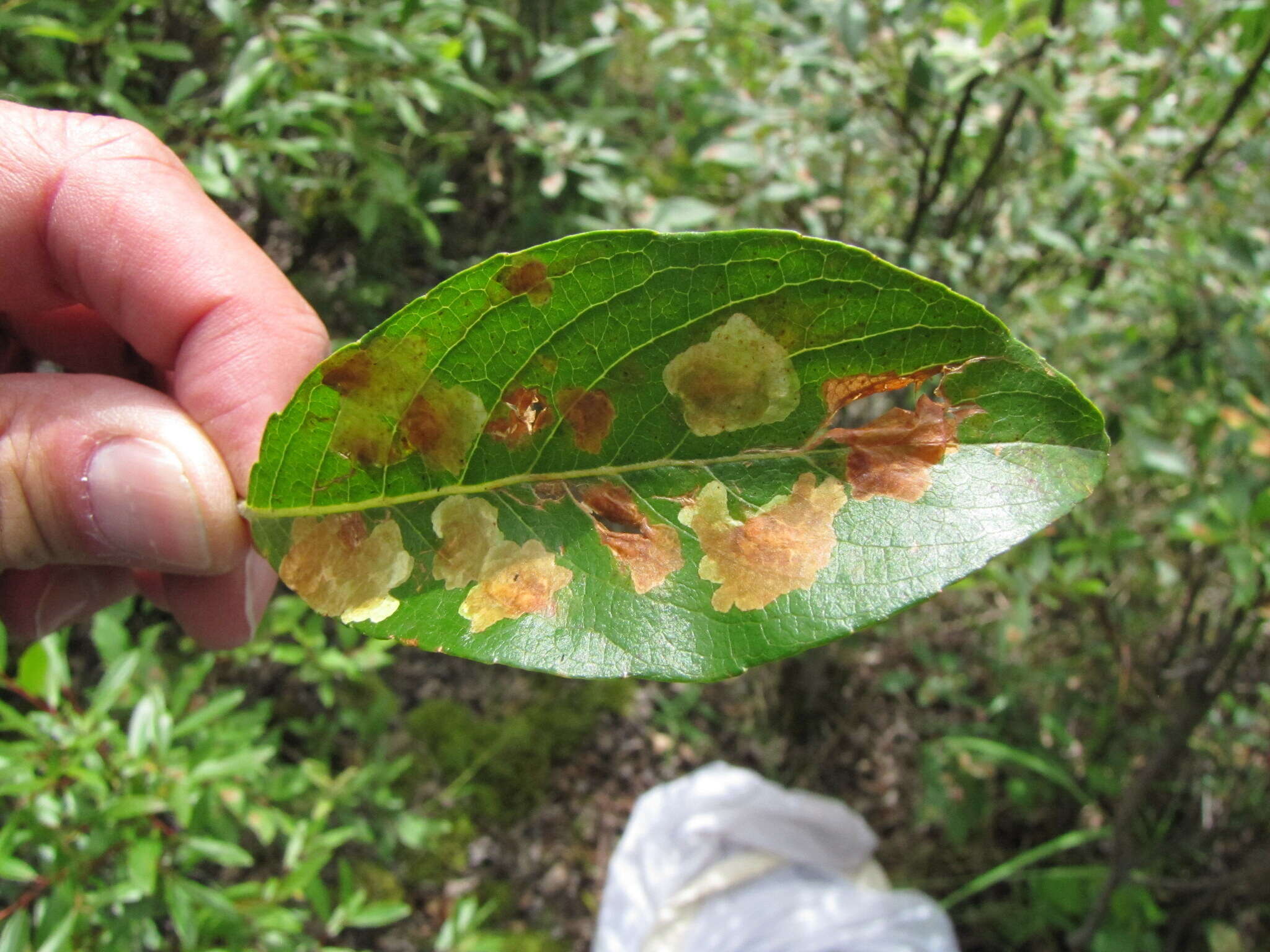 صورة Micrurapteryx salicifoliella (Chambers 1872)