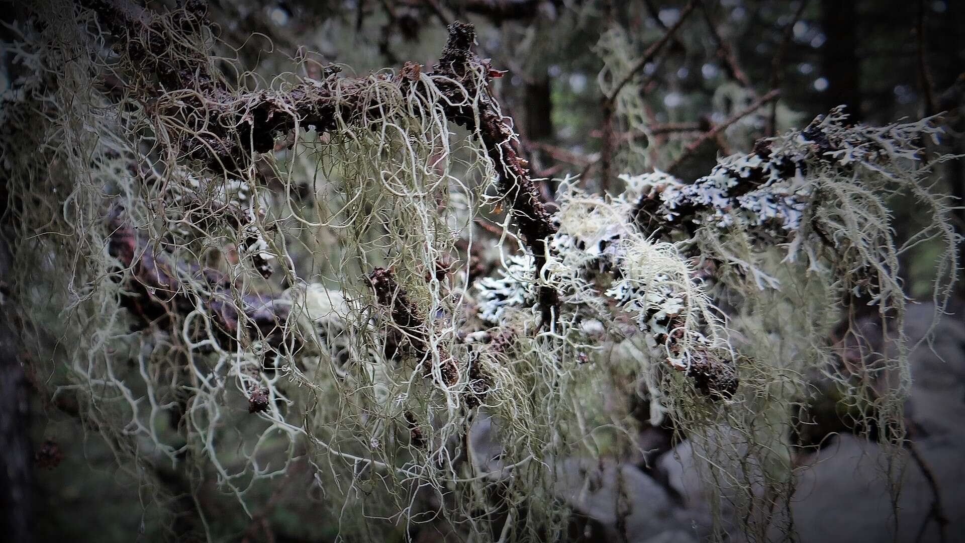 Image of Beard lichen