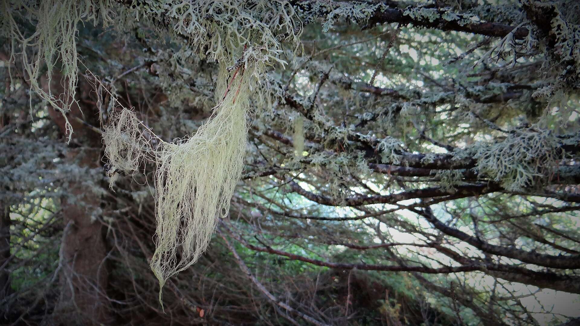 Image of Beard lichen