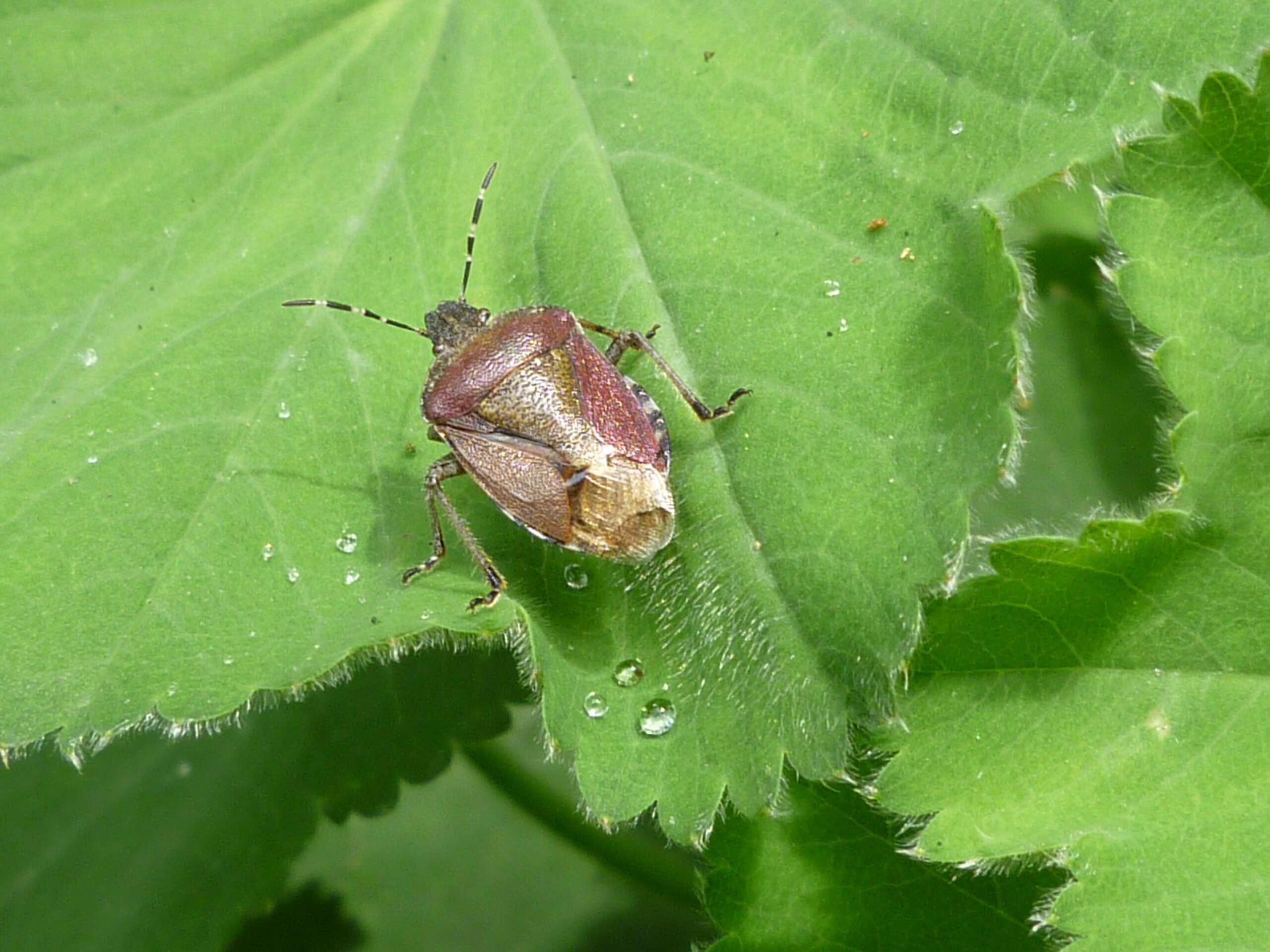 Image of sloe bug