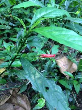 Image of Ruellia angustiflora (Nees) Lindau