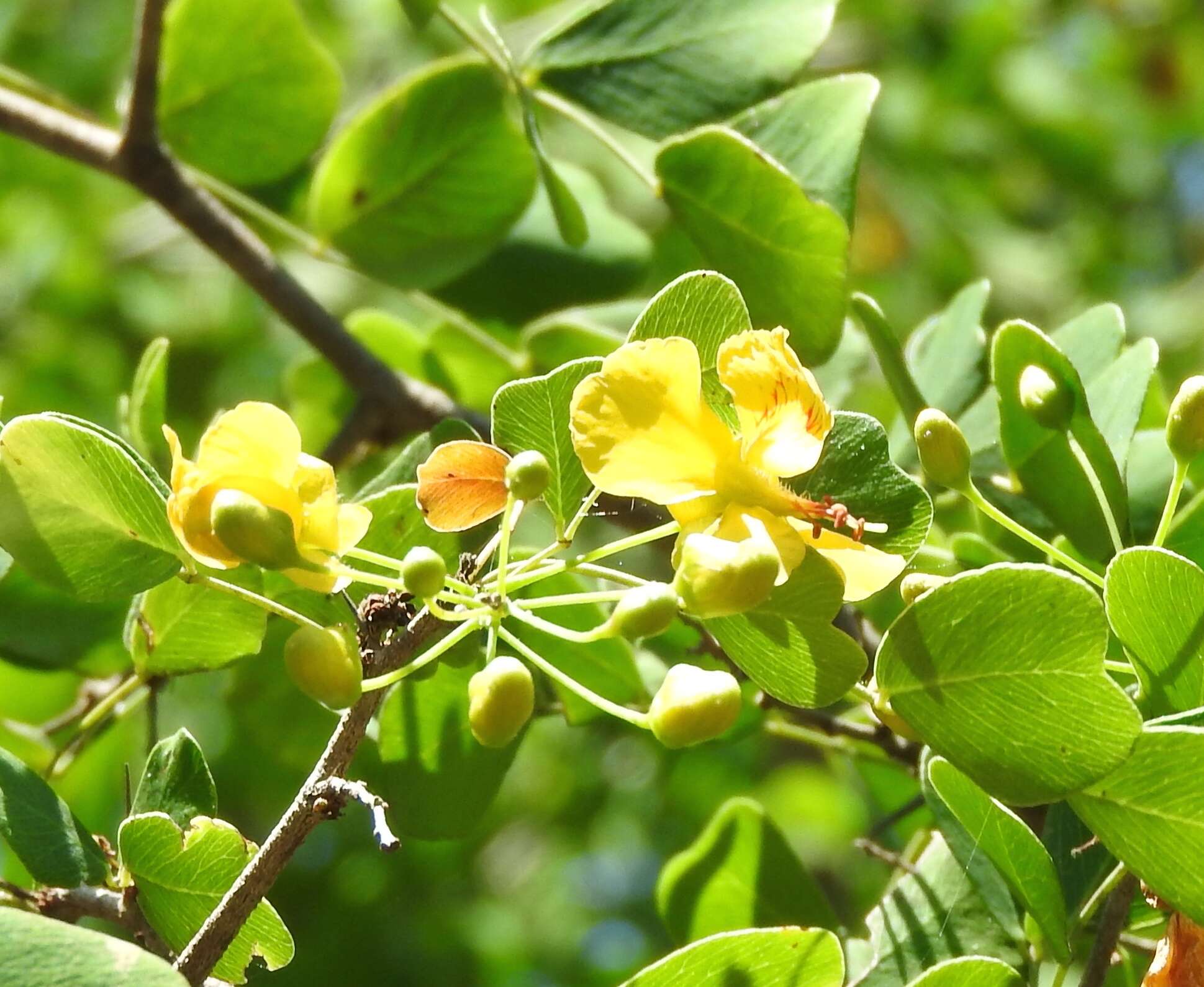 Image of haematoxylum