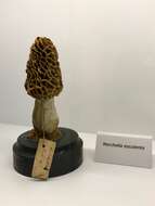 Imagem de Morchella esculenta (L.) Pers. 1801