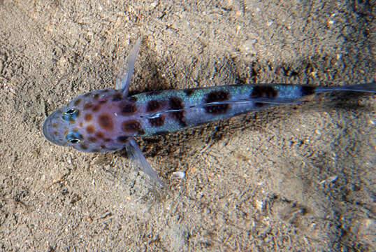 Image of Leopard-spotted Goby