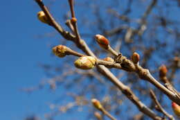 Imagem de Platanus racemosa Nutt. ex Audubon