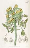 Image of Catasetum cristatum Lindl.