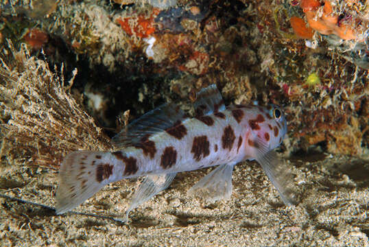 Image of Leopard-spotted Goby