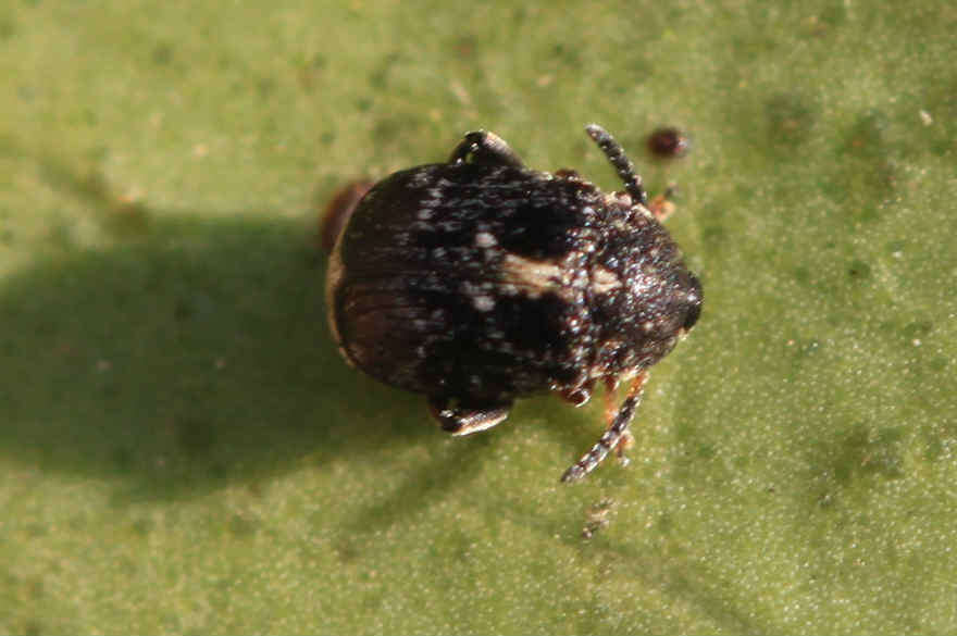 Image of Bean seed beetle