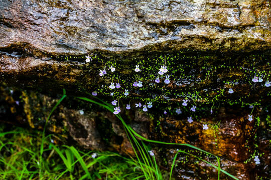 Image de Utricularia sandersonii Oliv.