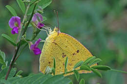 Image of African Emigrant