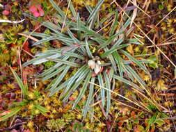 Image of Oritrophium crocifolium (Kunth) Cuatrec.