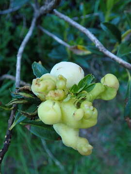 Exobasidium rhododendri (Fuckel) C. E. Cramer 1874 resmi