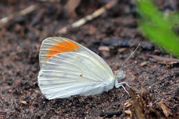 Image of Colotis euippe (Linnaeus 1758)