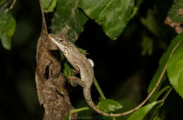 Image of Anolis sericeus Hallowell 1856