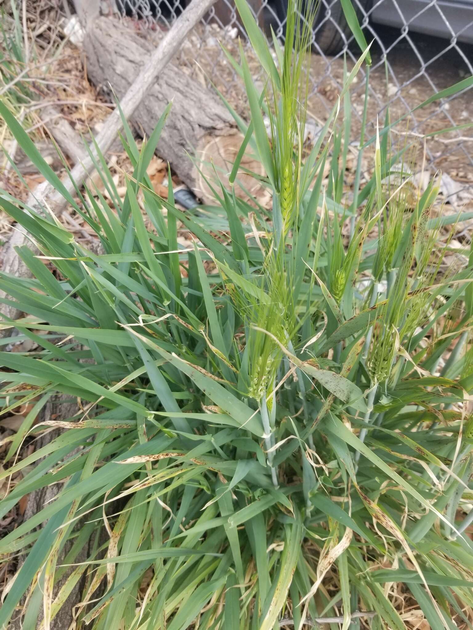 Image of Hordeum vulgare subsp. vulgare