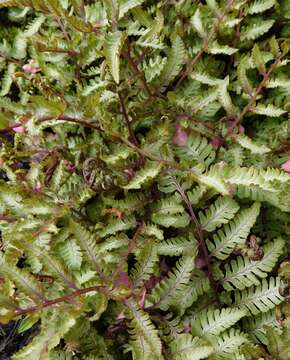 Image of Oriental ladyfern