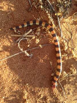 Image of Desert Banded Snake