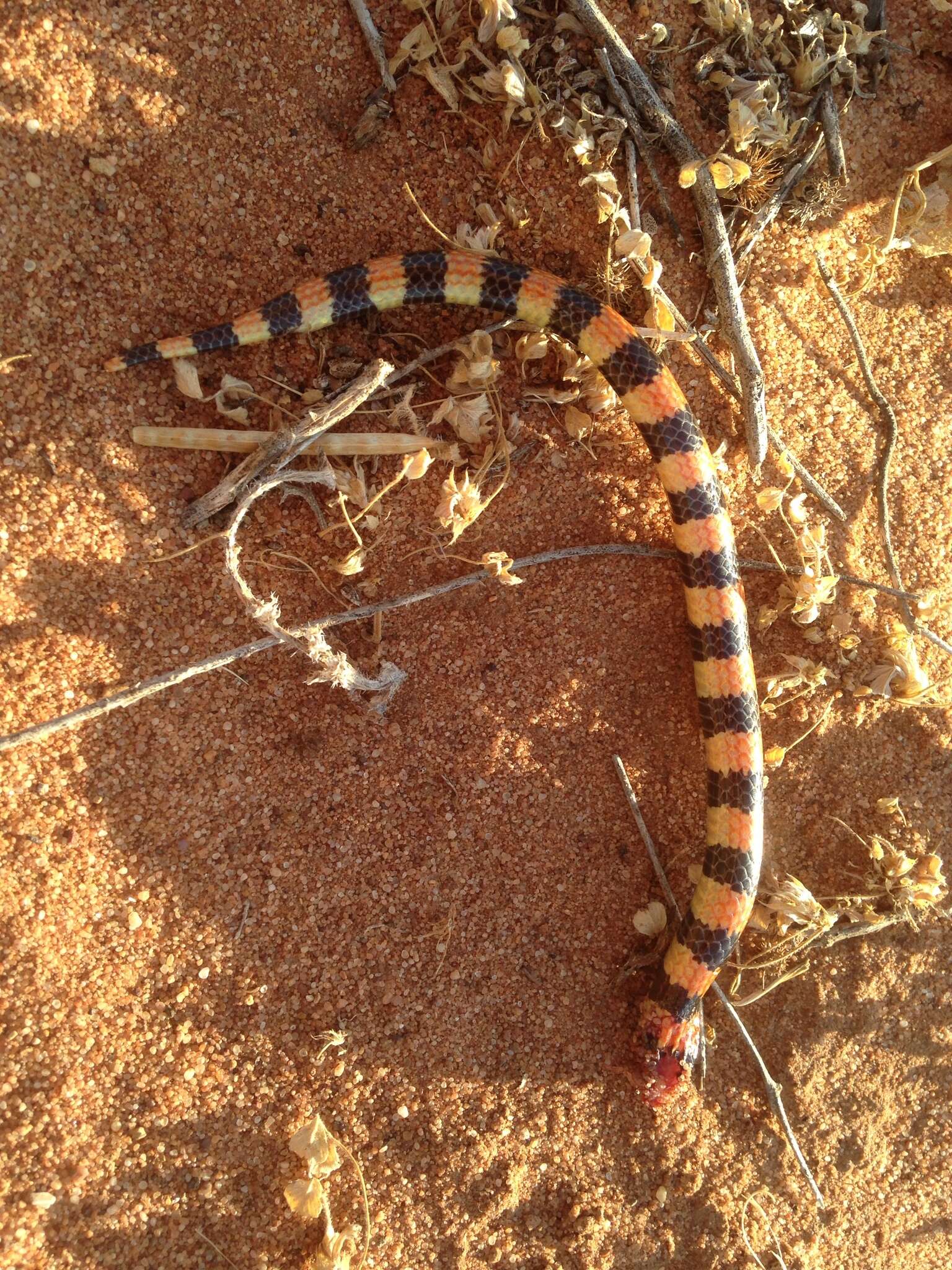 Image of Desert Banded Snake