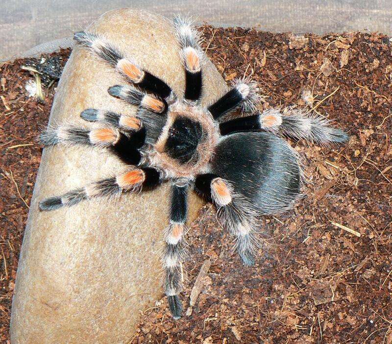 Image of Mexican Red Knee Tarantula