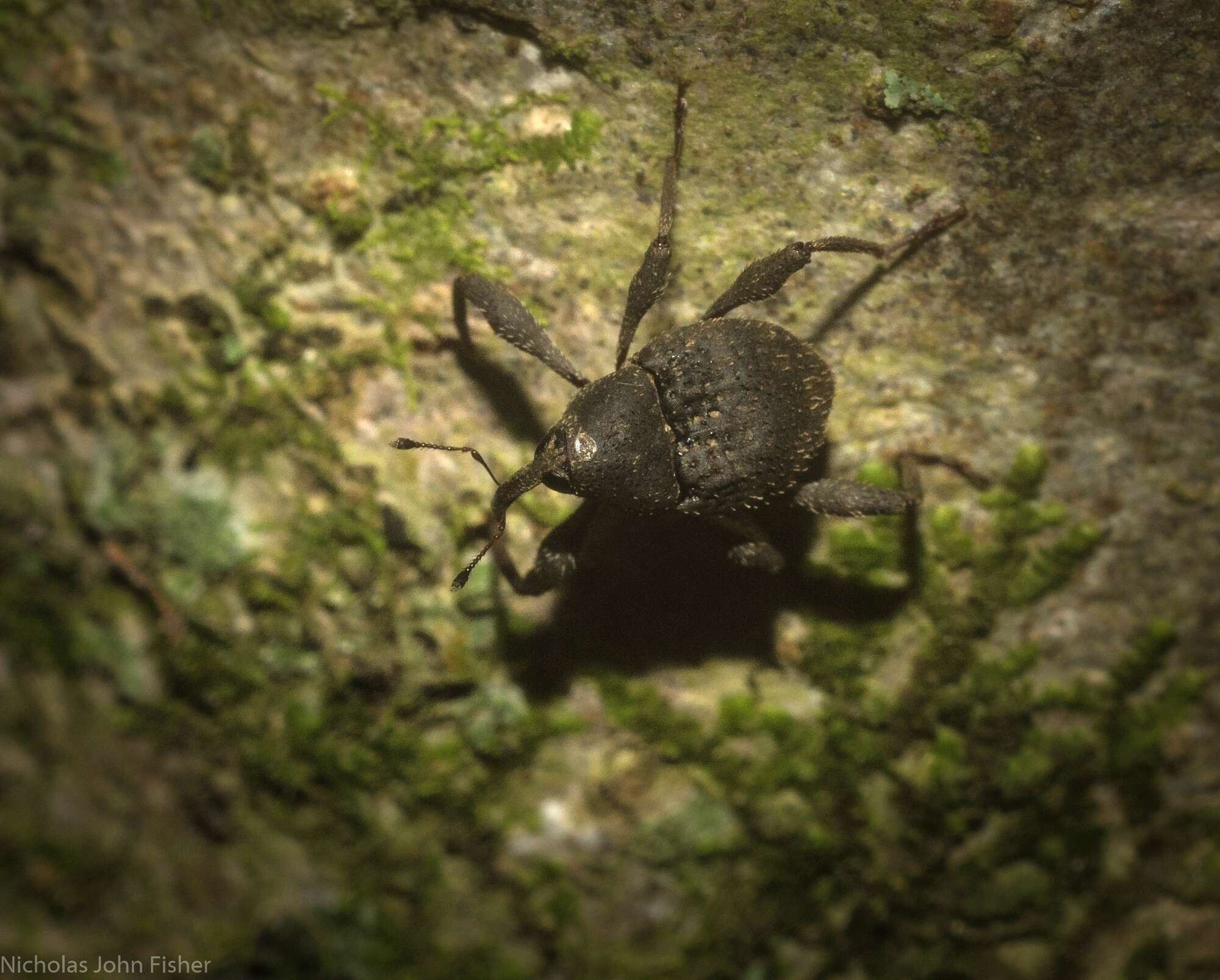 Image of Onidistus araneus Pascoe 1870