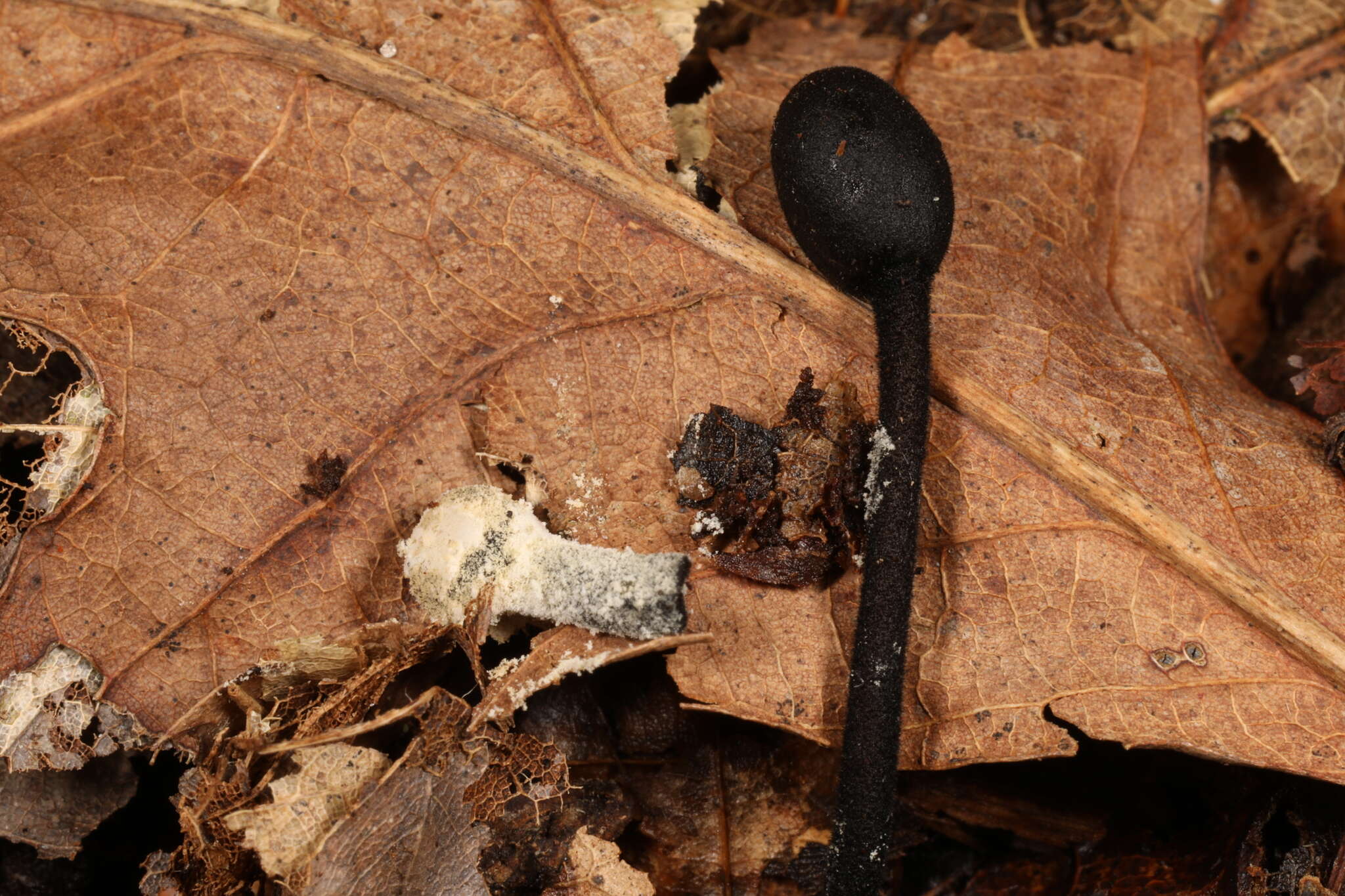 Image of Hypomyces papulasporae Rogerson & Samuels 1985