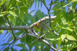 Image of Blackburnian Warbler