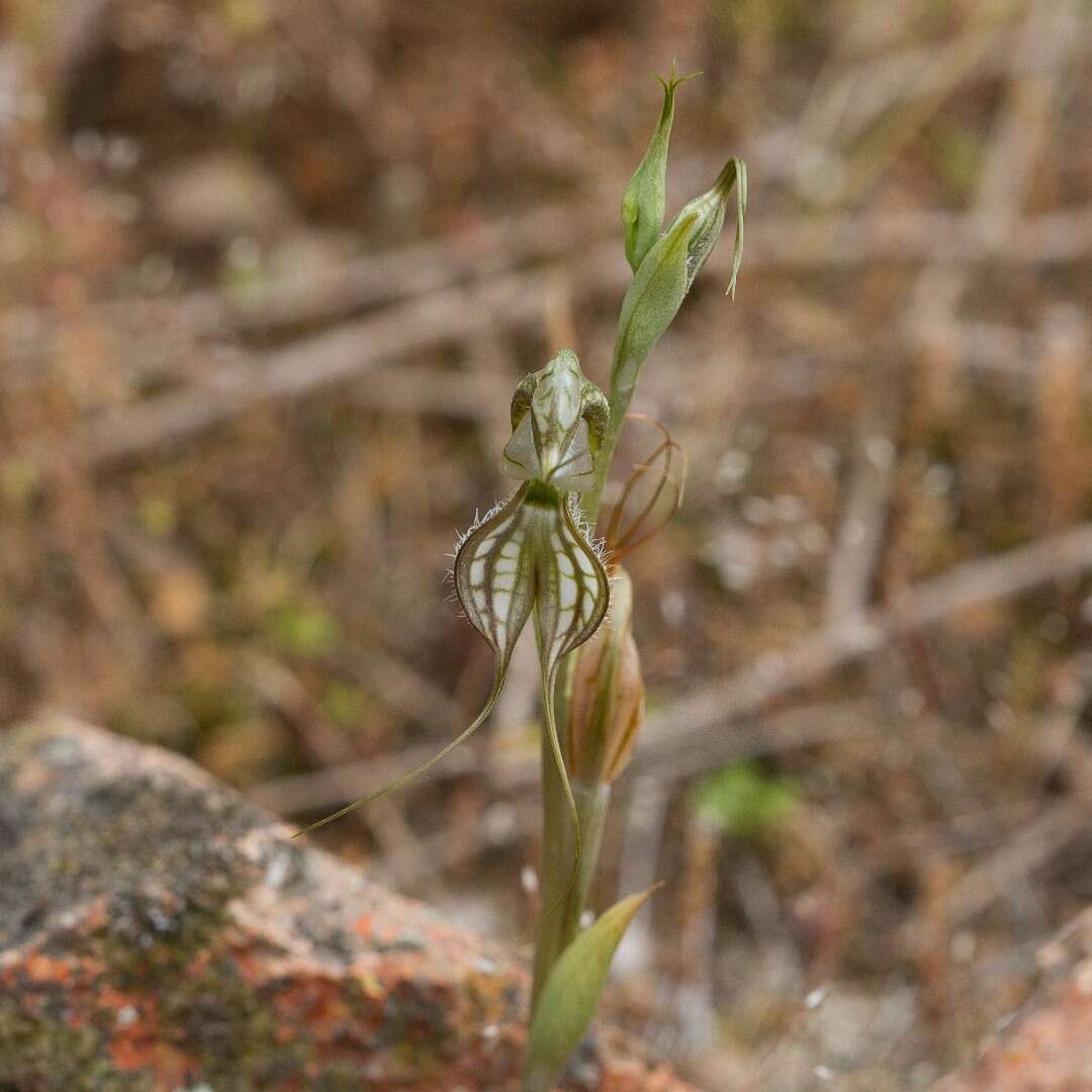 Image of Greenhood orchids