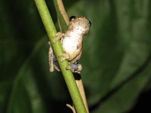 Image of Dendropsophus kamagarini Rivadeneira, Venegas & Ron 2018