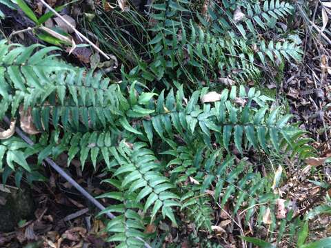 Image of Asian netvein hollyfern