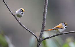 Image of Black-throated Parrotbill