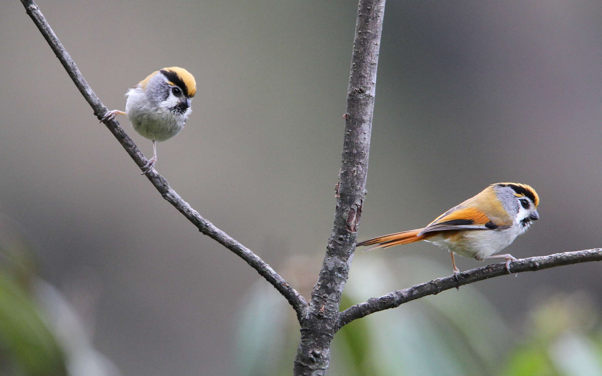 Image of Black-throated Parrotbill