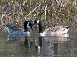 Image of Hawaiian goose