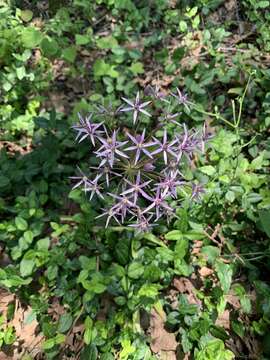 Allium cristophii Trautv. resmi