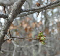 Image of Georgia Oak