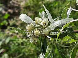 Plancia ëd Pyrus salicifolia Pall.