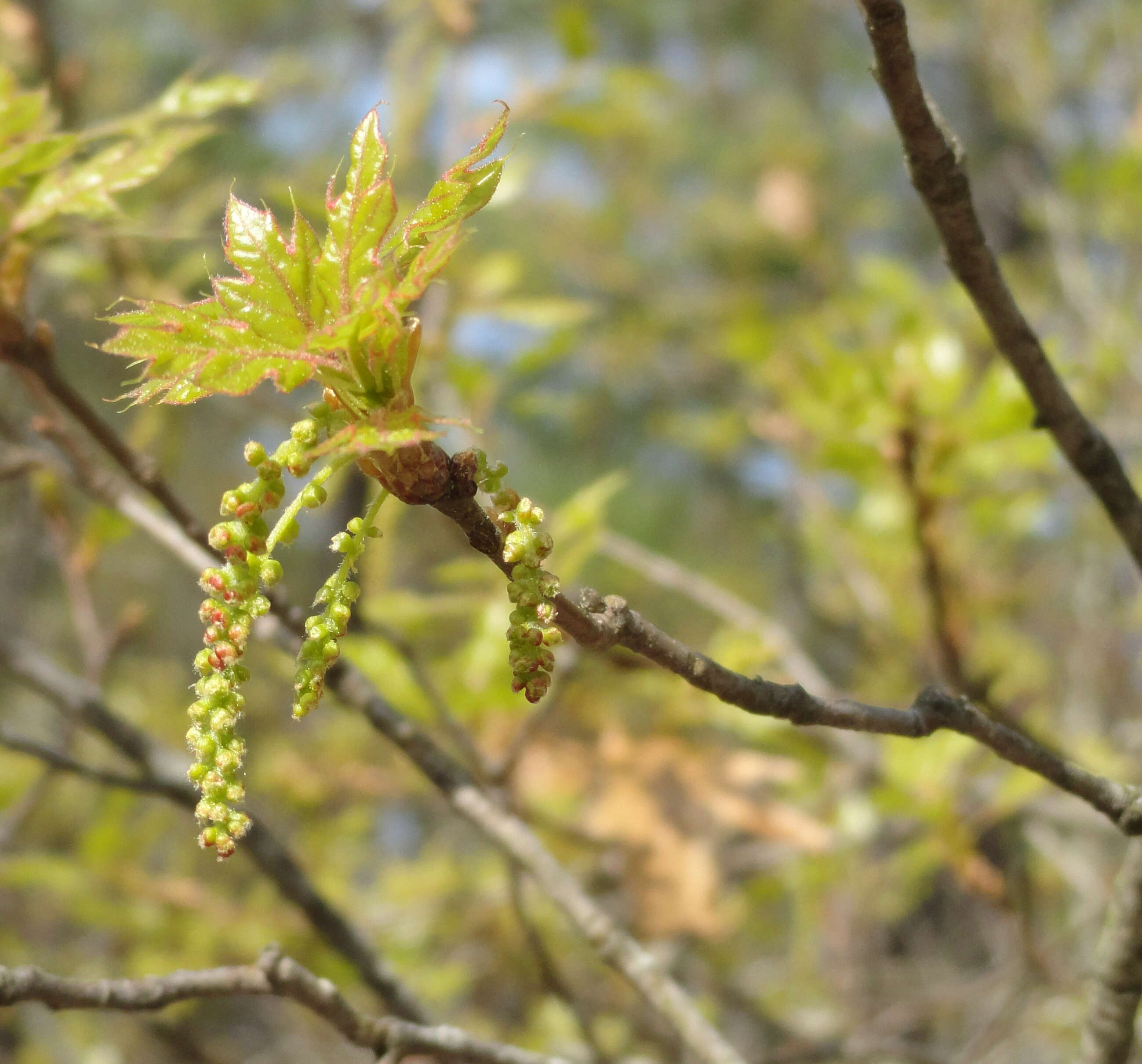 Image of Georgia Oak