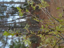 Image of Georgia Oak