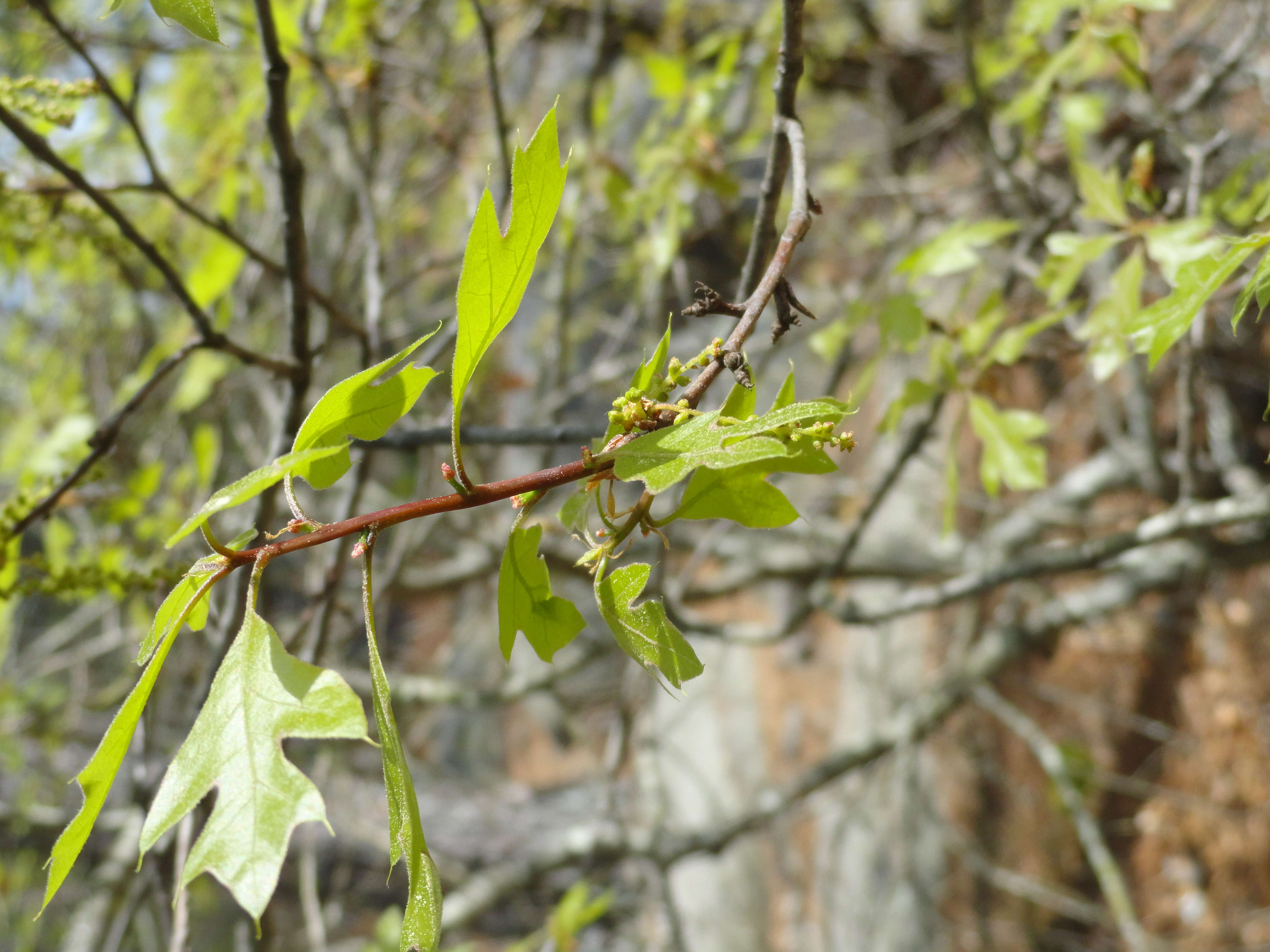 Image of Georgia Oak